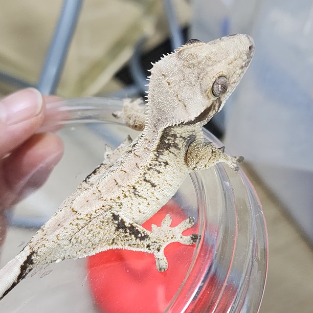 드리피 화이트스팟 화이트포트홀 카와