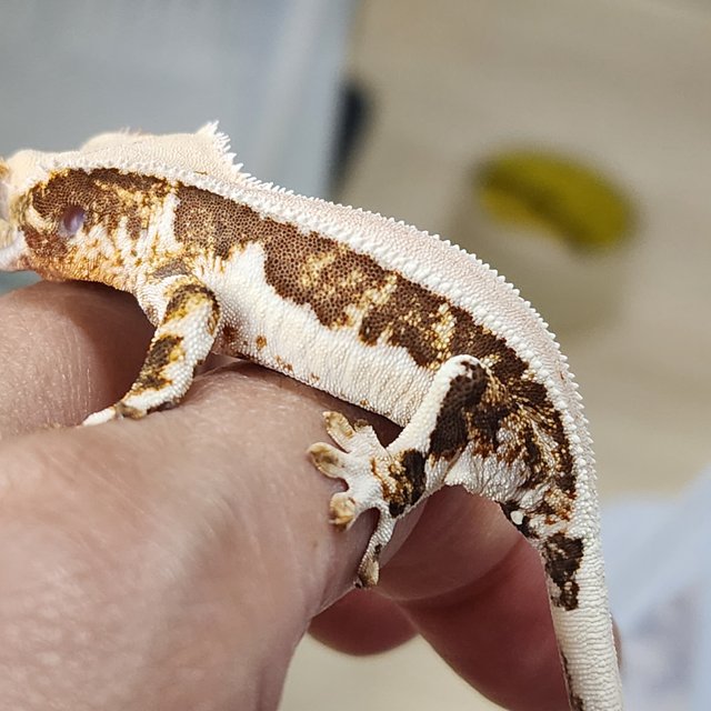 릴리화이트 풀핀 카와