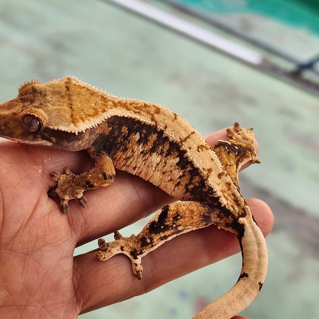 트라이 익스트림할리퀸 화이트크라운