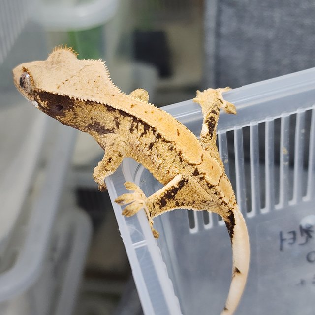 드리피 화이트스팟 카와