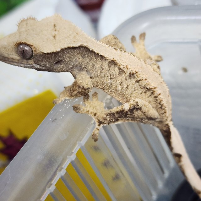 드리피 화이트스팟 솔리드백 카와 익스트림할리퀸