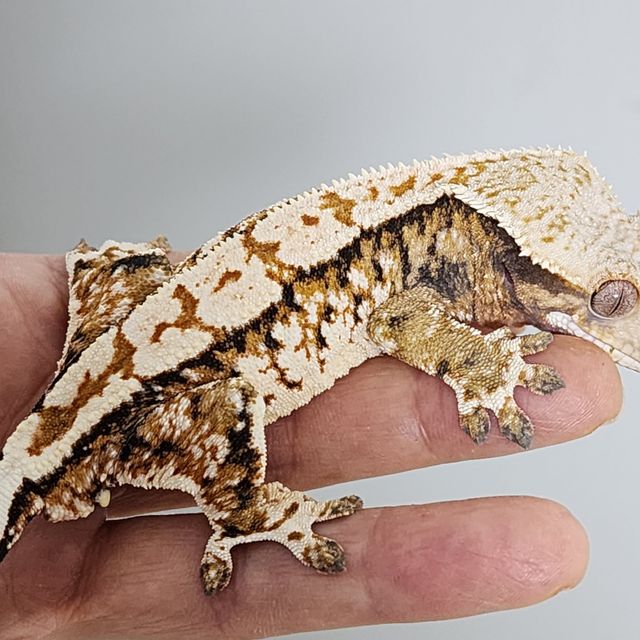 트라이 익스트림할리퀸