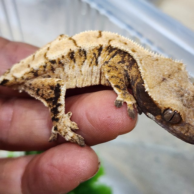 화이트스팟 카와 드리피 트라이 익스트림할리퀸