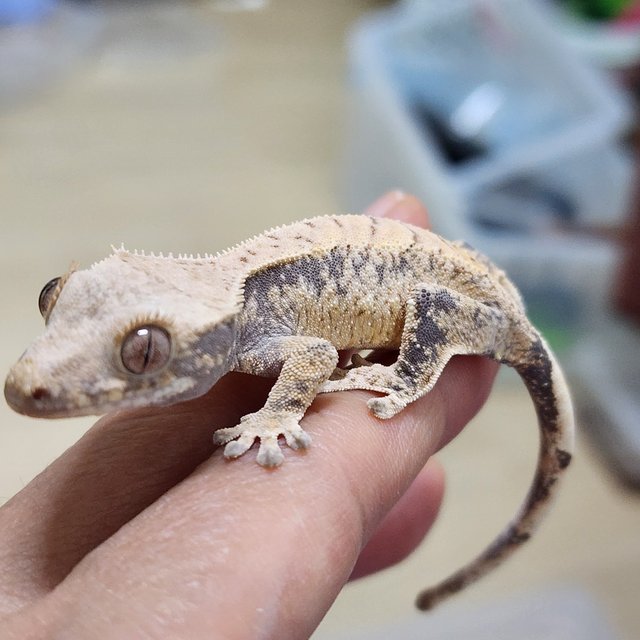 화이트스팟 카와 화이트포트홀