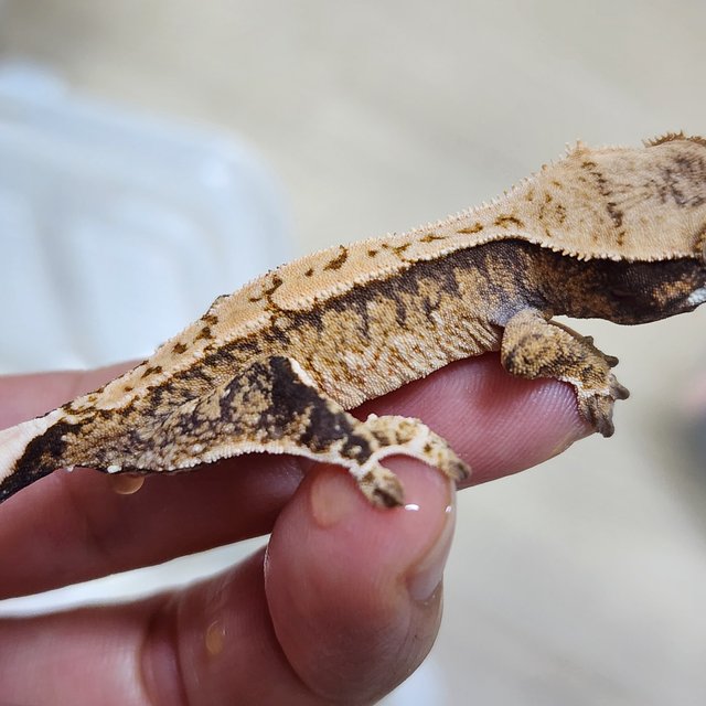 트라이 익스트림할리퀸 화이트스팟