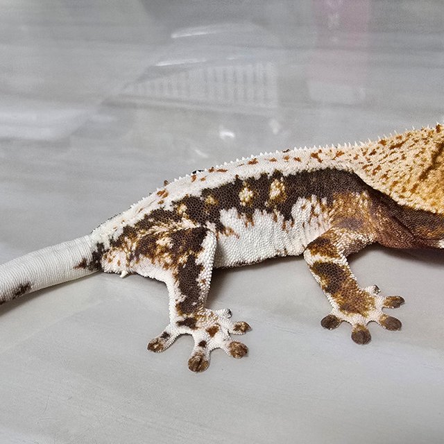 릴리화이트 익스트림할리퀸 화이트스팟