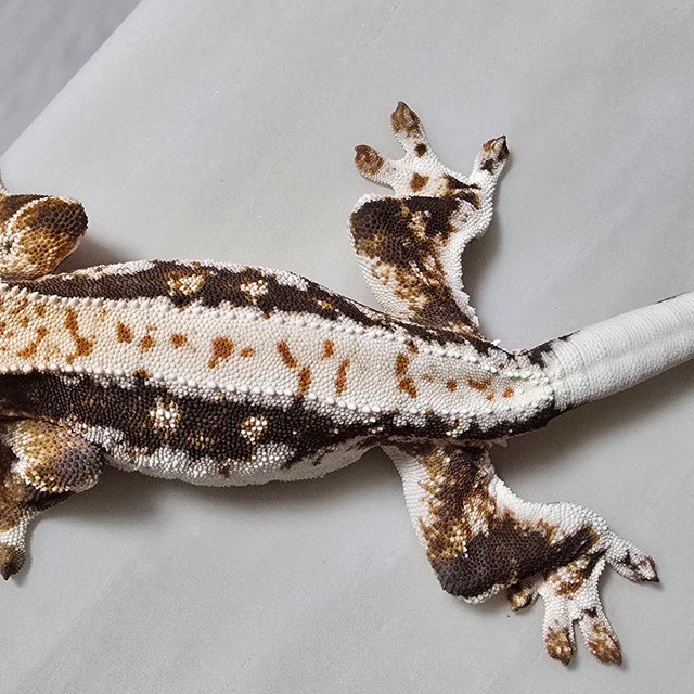 릴리화이트 익스트림할리퀸 화이트스팟