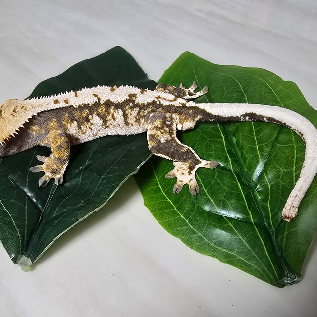 익스트림할리퀸 트라이