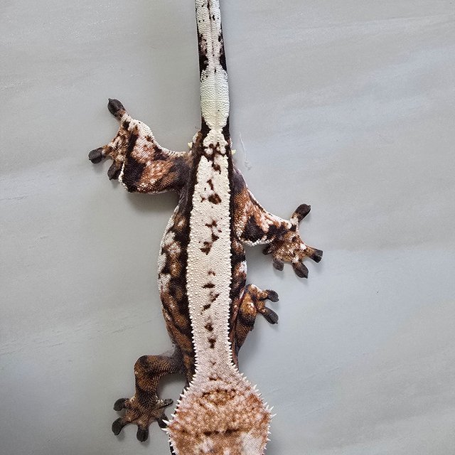 세이블 할리퀸 화이트스팟