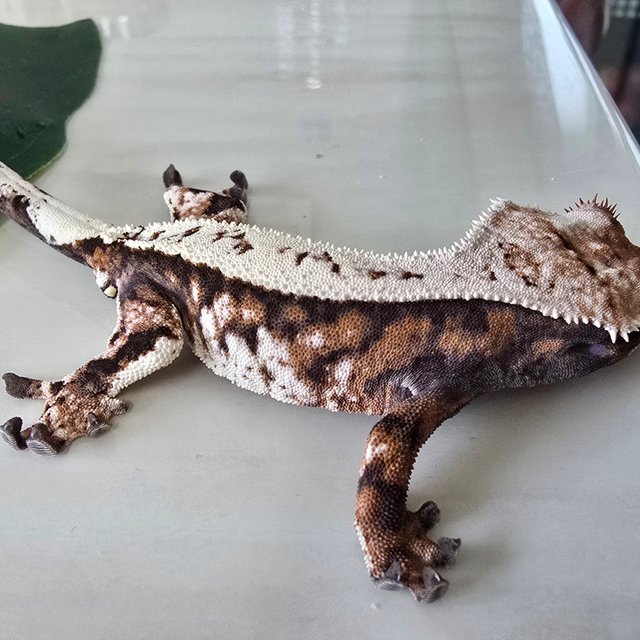 세이블 할리퀸 화이트스팟