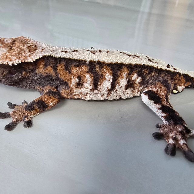 세이블 할리퀸 화이트스팟