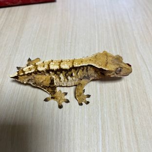 노멀 트라이