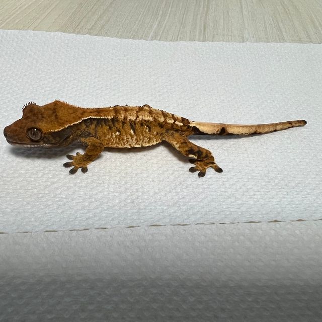 노멀