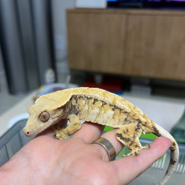 노멀 트라이 드리피