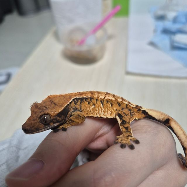 노멀