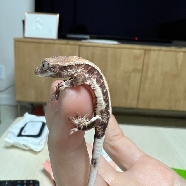 릴리화이트