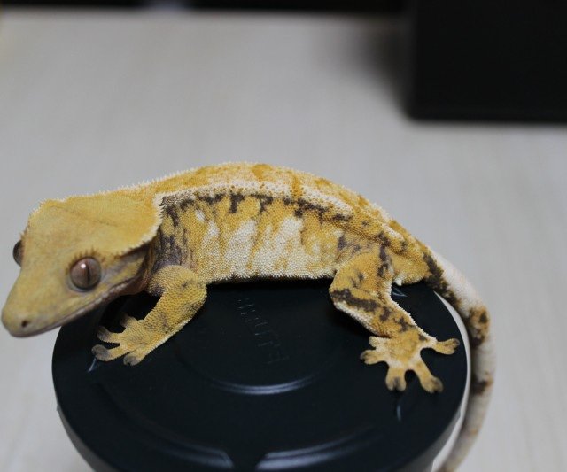 노멀 트라이 드리피