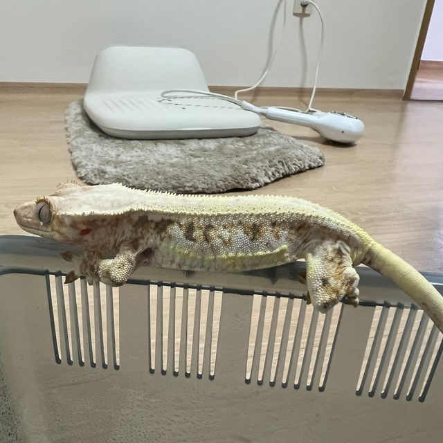 릴리화이트