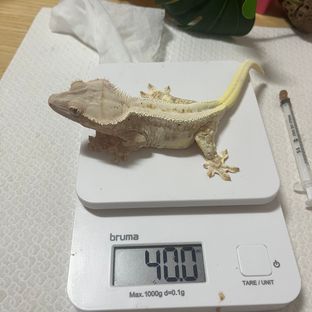 크림시클 풀핀 릴리화이트