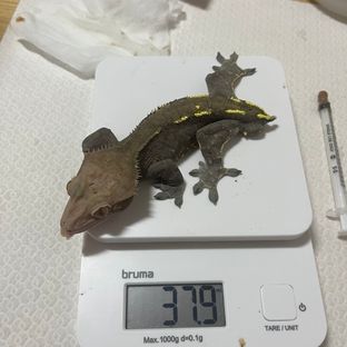 카푸치노