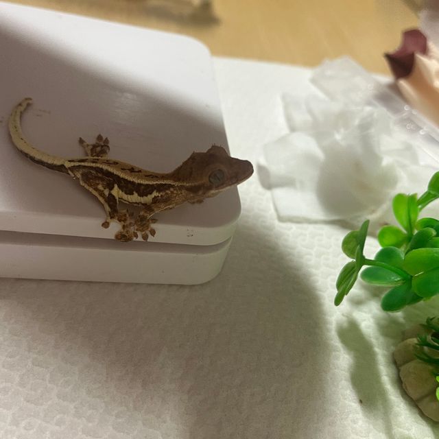 릴리화이트 풀핀 프라푸치노