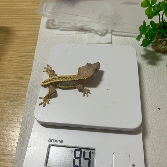 릴리화이트 팬텀 레드 풀핀 쿼드