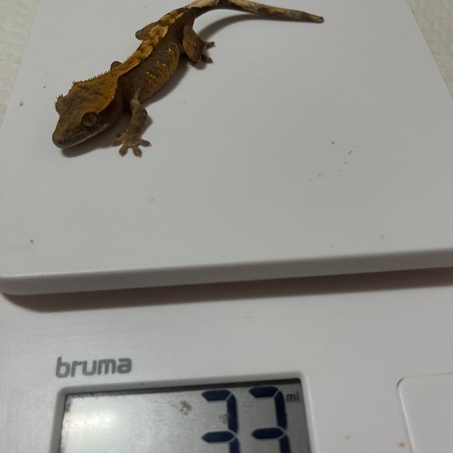 노멀