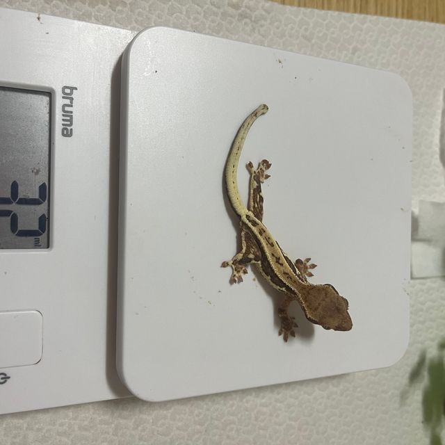 릴리화이트 풀핀 프라푸치노