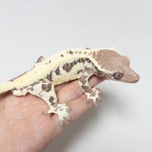 프라푸치노