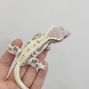 프라푸치노