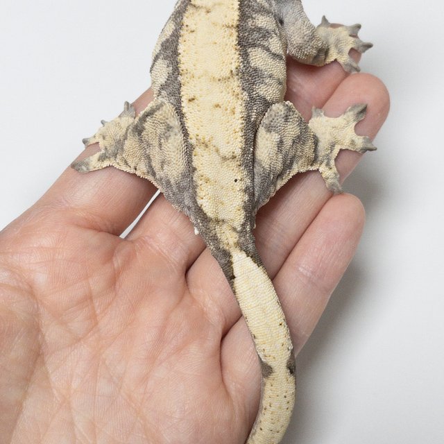 노멀 익스트림할리퀸