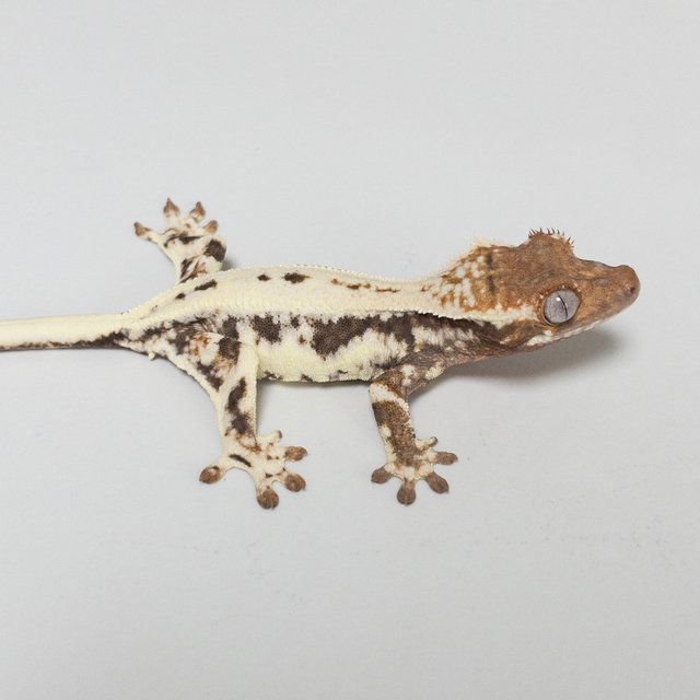 풀핀 프라푸치노