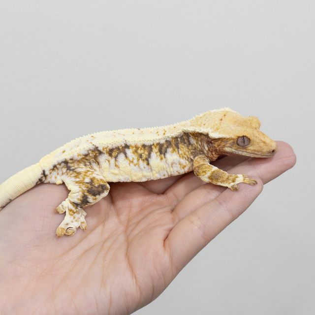 트라이 릴리화이트
