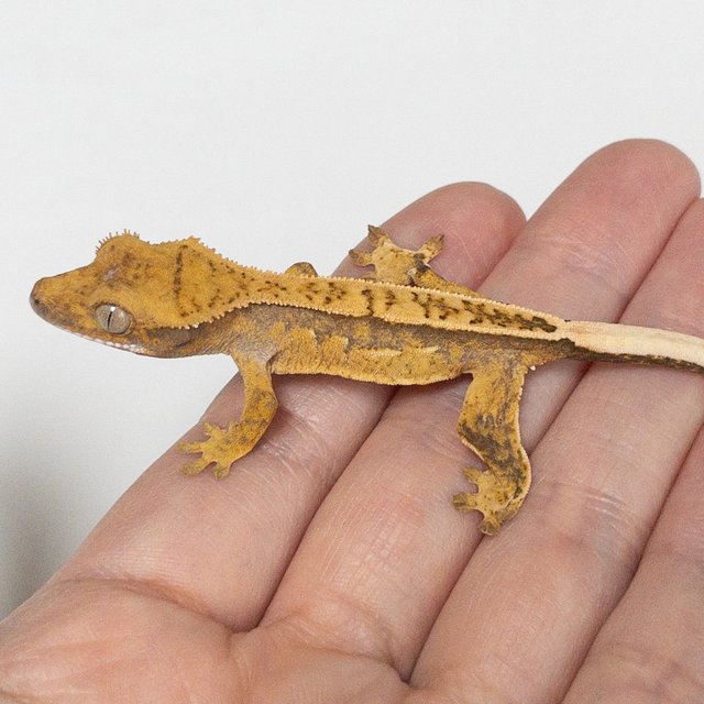 노멀 핀스트라이프 트라이