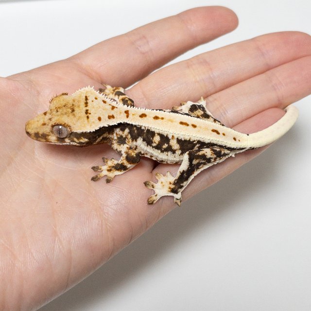 트라이 릴리화이트