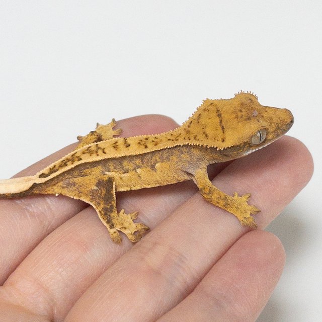 노멀 핀스트라이프 트라이