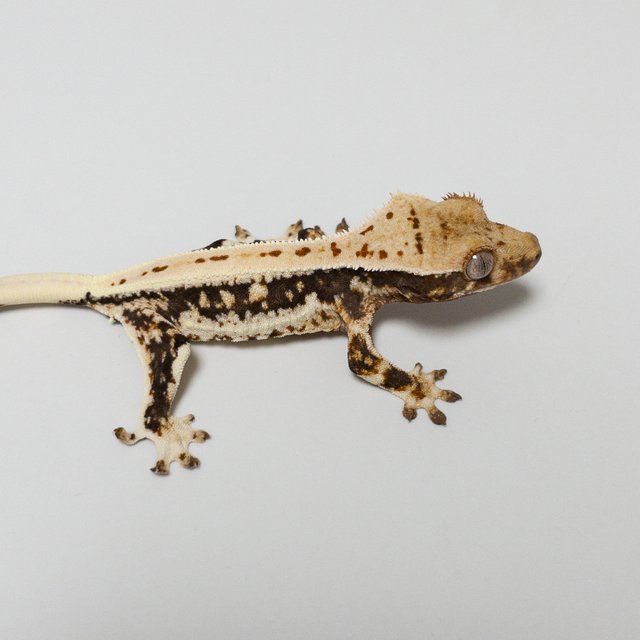 트라이 릴리화이트