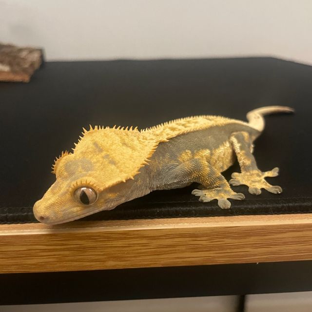 풀핀