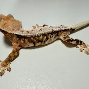 릴리화이트 트라이