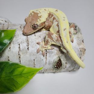 레골라스