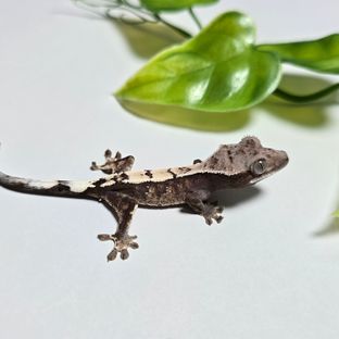 라루5