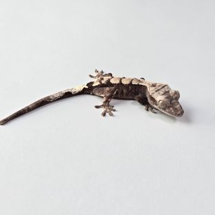 코니21