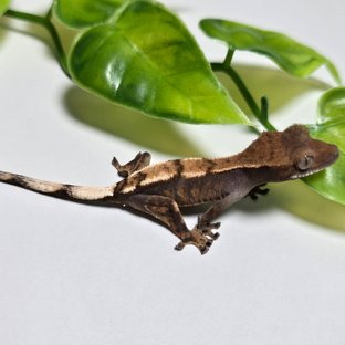 100%헷아잔틱 세이블