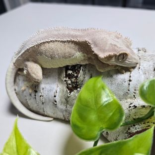 크릴