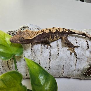 코니10