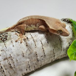 딸샤