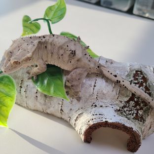 랑이