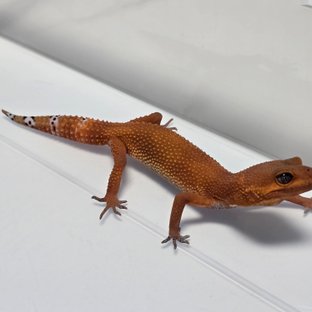 Blood Mandarin