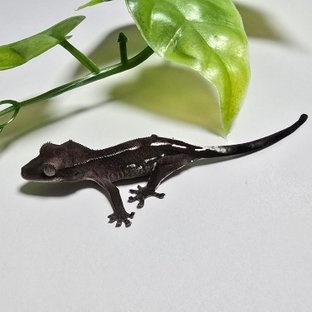 Axanthic