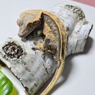 쿼드 풀핀
